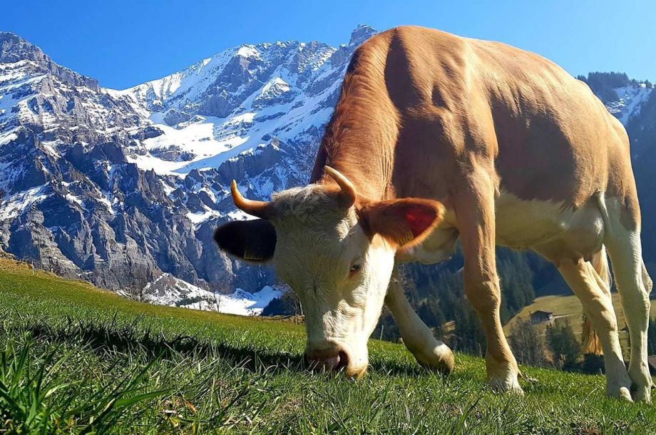 Kuh auf Weide Bonderalp